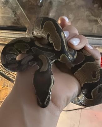 Coppia di Serpenti più teca da 2,5