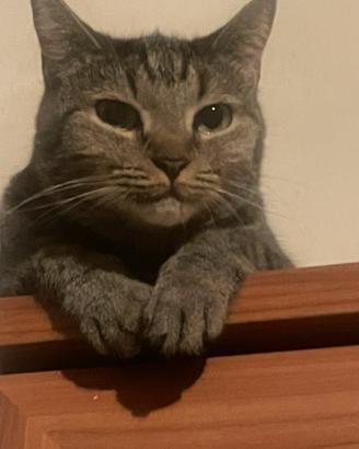 Carini gatti