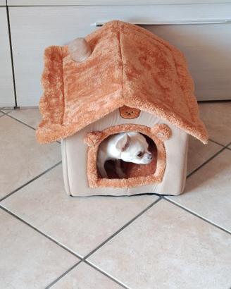 Splendido maschietto solo per monta