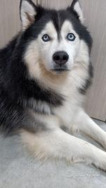 Maschio di siberian husky disponibile per accoppia