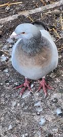 Allodola coppia di Coburgo