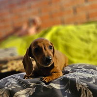 Cuccioli di Bassotto Nano o Kaninchen