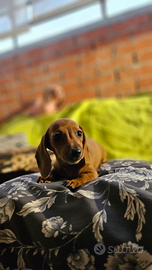 Cuccioli di Bassotto Nano o Kaninchen