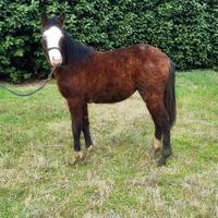 Puledra quarter horse