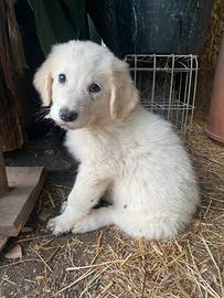Cuccioli maremmani