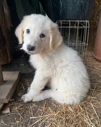 Cuccioli maremmani