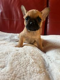 Cuccioli di bulldog francese Fulvi