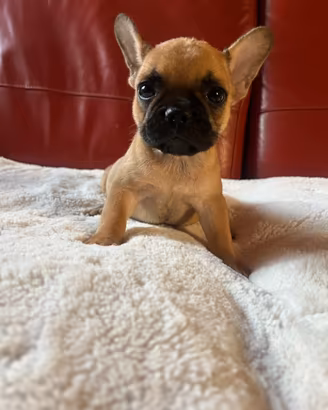 Cuccioli di bulldog francese Fulvi