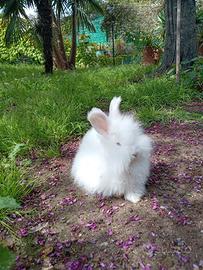 Coniglio Angora razza pura