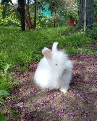 Coniglio Angora razza pura