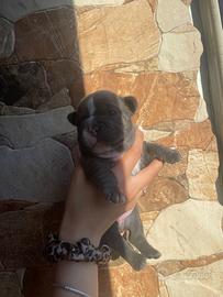 Bulldog francese