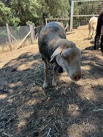 Pecore ile de france