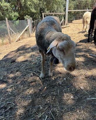 Pecore ile de france