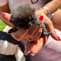 British shorthair cuccioli