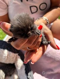 British shorthair cuccioli