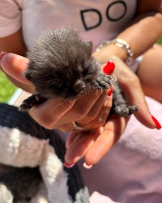 British shorthair cuccioli