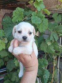 Barboncino maltipo