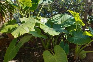 Appartamento con giardino al mare