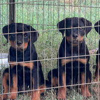 Cuccioli rottweiler