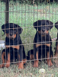 Cuccioli rottweiler