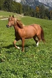 Cavalla stupenda