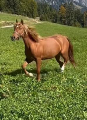 Cavalla stupenda