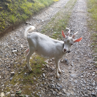 Giovane becco saneen