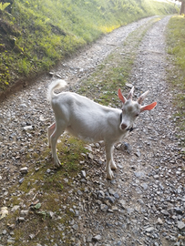 Giovane becco saneen