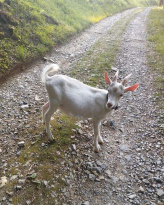 Giovane becco saneen