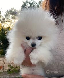 Mini spitz
