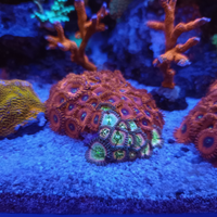 Coralli zoanthus