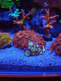 Coralli zoanthus