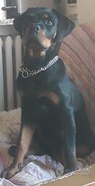 Cucciola di Rottweiler