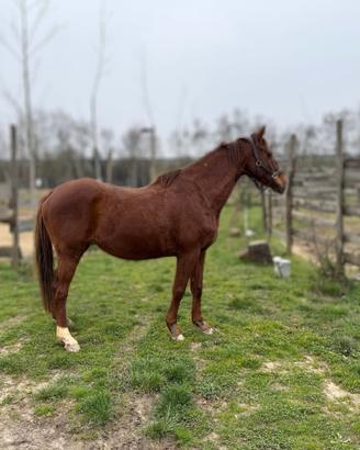 Cavallo scuola