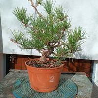 bonsai shoin pino nero 