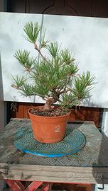 bonsai shoin pino nero 