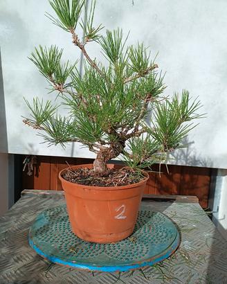bonsai shoin pino nero 