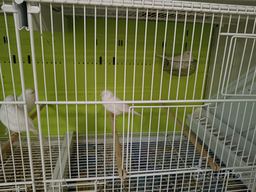 Femmina 2024 garantita 100%