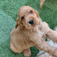 Cocker maschi pedigree enci