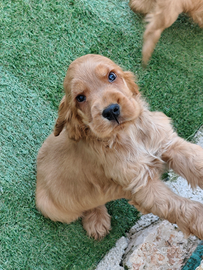 Cocker maschi pedigree enci