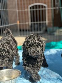 Barboncini nani femmine