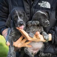 Cucciolo maschio femmina due mesi