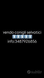 Animali conigli