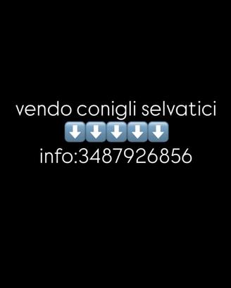 Animali conigli