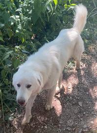 Pastore Maremmano Abruzzese