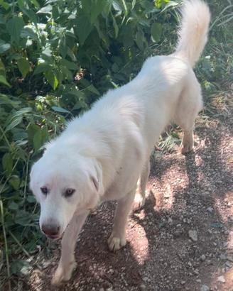 Pastore Maremmano Abruzzese