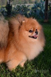 Dolcissimo Pomerania in attesa di famiglia