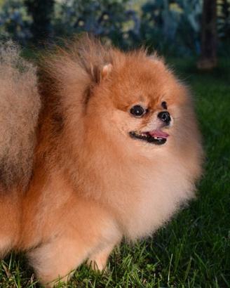 Dolcissimo Pomerania in attesa di famiglia