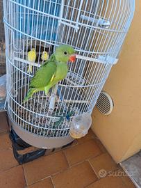 Pullo parrocchetto dal collare