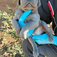 Cuccioli di cane corso